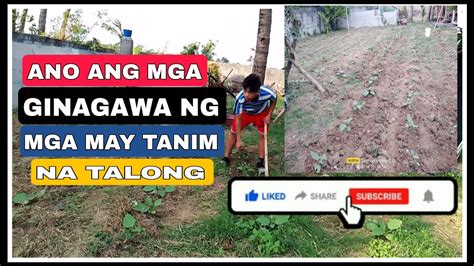 Sinalsal Niya Muna Ang Talong Bago Inupuan Sabay Shoot sa .